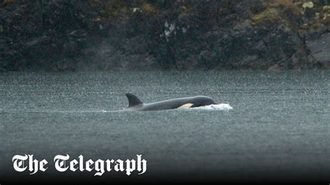 clark hipolito jakol twitter|Helicopter rescue mission to reunite killer whale calf with family.